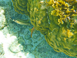 Korallenkopf im Flachwasser mit Fischen