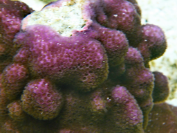 Violette Koralle