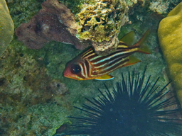 Korallenkopf im Flachwasser mit Fischen