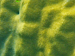 Korallenkopf im Flachwasser
