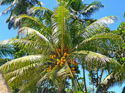 Kokosnuss zum Frischverzehr 