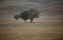 Pavian-Herde im Ngorongoro-Krater 