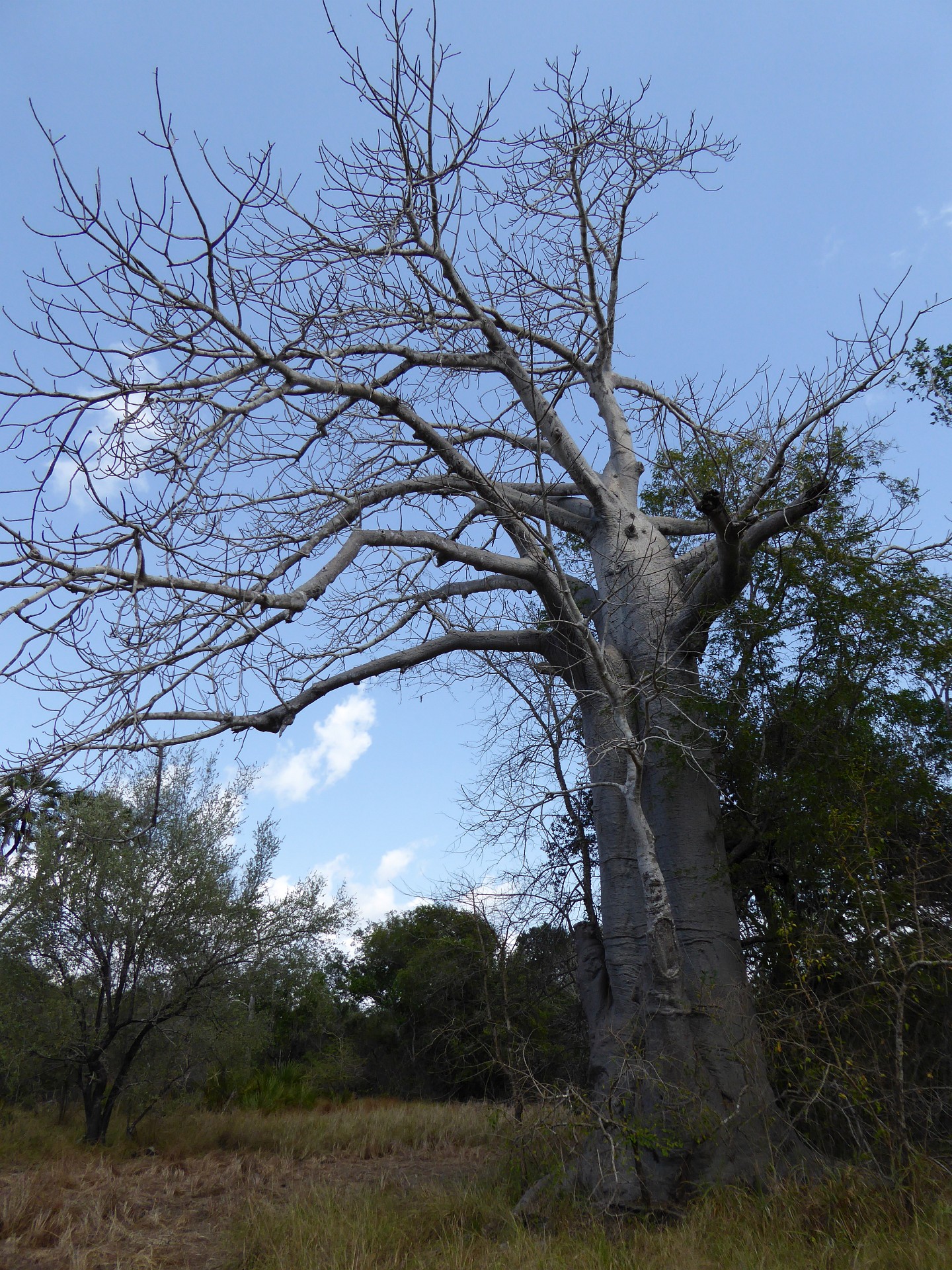 Sogar Baobabs gedeihen hier, obwohl der Boden in der Regenzeit zu Sumpf wird.