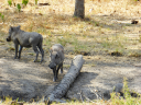 Bei den Warzenschweinen sind verschiedene Familien getrennt voneinander im Wald unterwegs. 