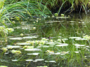 Auf den freien Wasserflächen blühen Seerosen. 