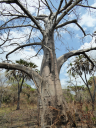 Baobabs sind beliebt bei Bienen, ...