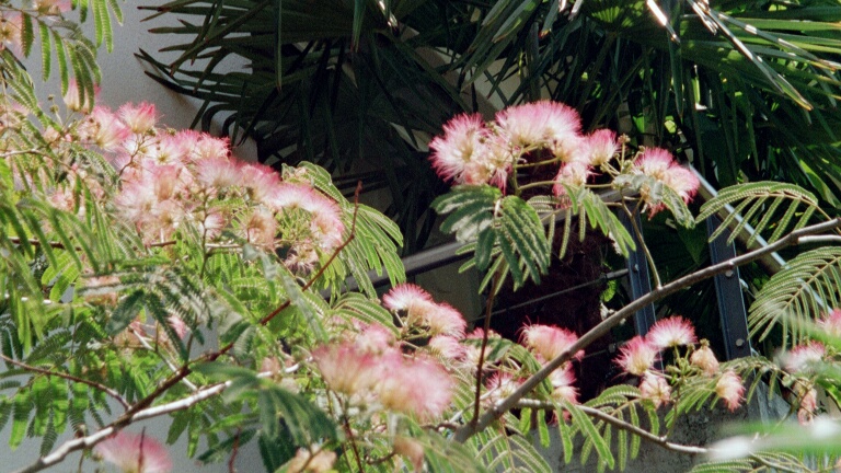 Albizia julibrissin rosea