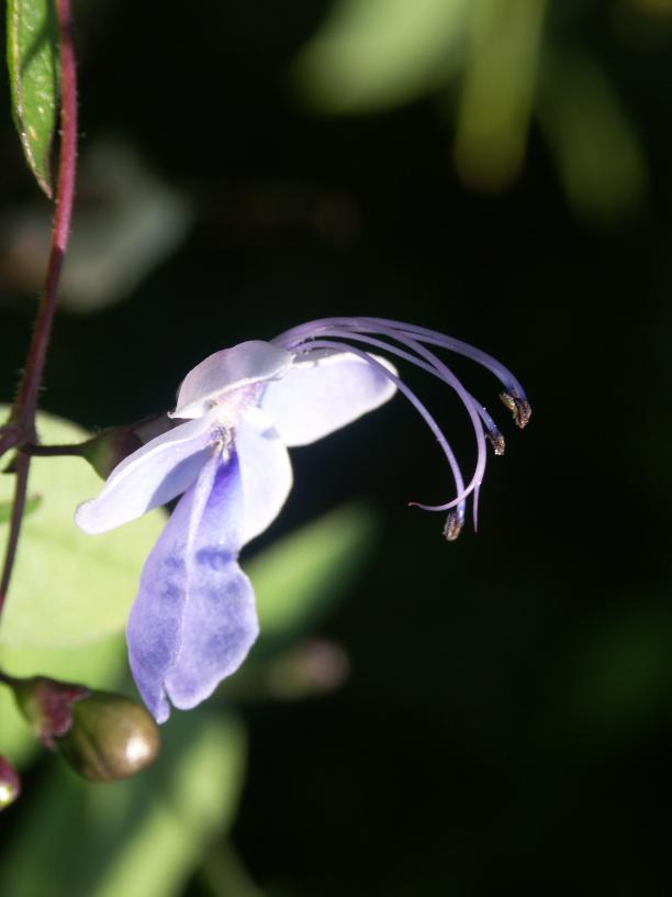 Clerodendrum sp.