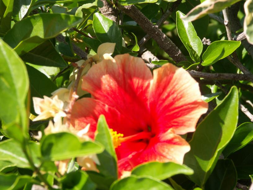 Hibiscus rotgelbe Zuchtform