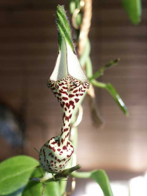 Leuchterblume Ceropegia sp.